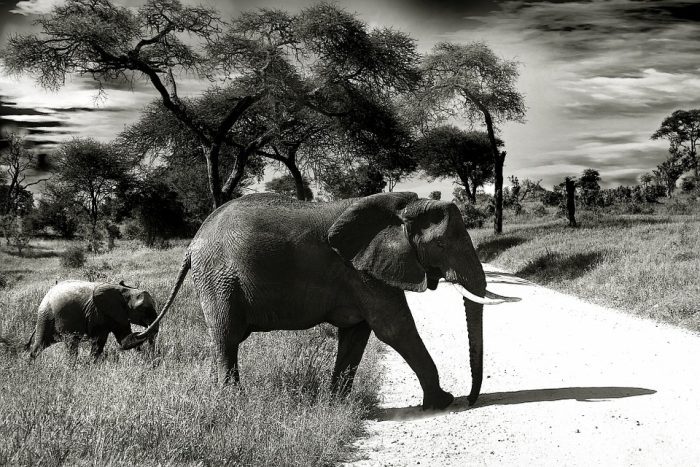 elephant-660058_960_720-700x467